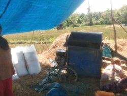 Masyarakat Desa Lawele Gagal Panen Akibat Serangan Hama Ulat.