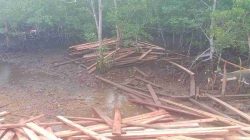 Mafia Kayu Diduga Beroperasi di Buton, Puluhan Kubik Kayu Ditemukan Siap Diselundupkan
