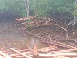 Mafia Kayu Diduga Beroperasi di Buton, Puluhan Kubik Kayu Ditemukan Siap Diselundupkan