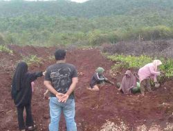 Arif Afandi Kembangkan Kebun 3 Hektare di Buton, Dorong Pertanian Jadi Sumber Lapangan Kerja